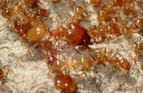 Réf. 223 077 : Pheidole pallidula